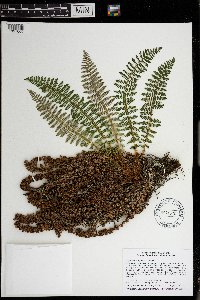 Dryopteris fragrans image