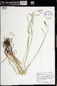 Carex gracillima image