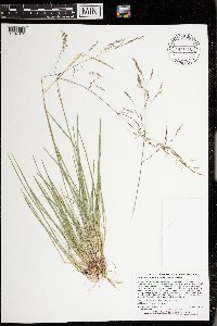 Deschampsia cespitosa subsp. cespitosa image