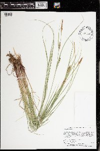 Carex pellita image