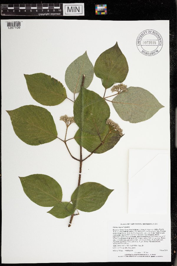 Cornus rugosa image