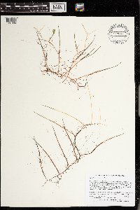 Myriophyllum tenellum image