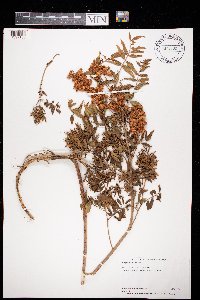 Glycyrrhiza lepidota image