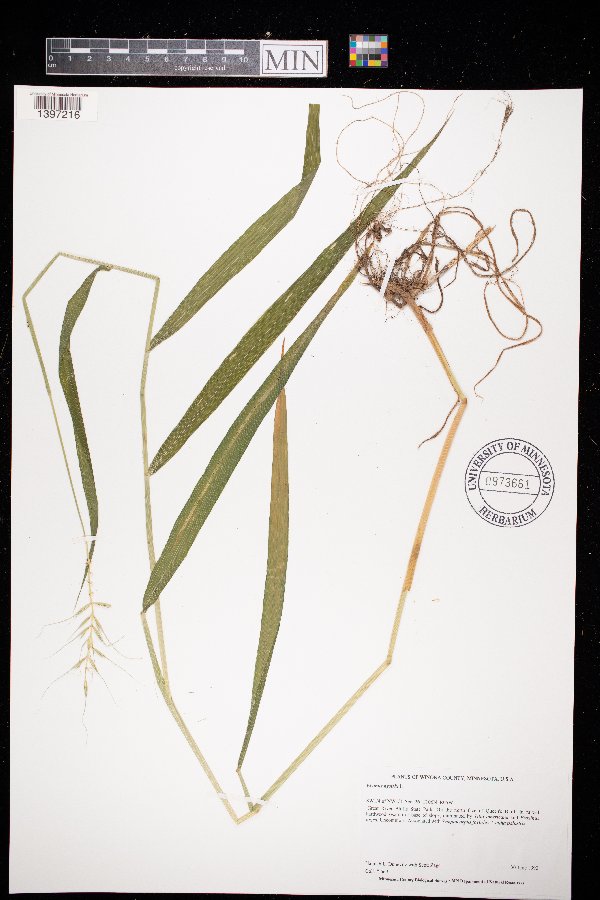 Elymus hystrix image