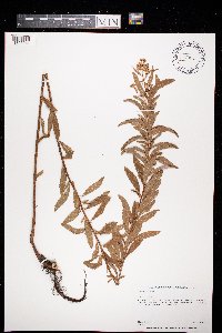 Spiraea alba image