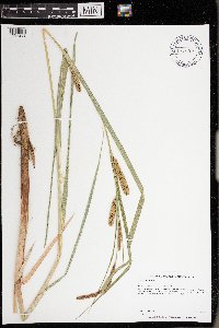 Carex lacustris image