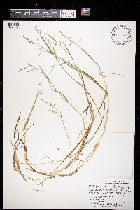 Torreyochloa pallida var. fernaldii image