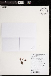 Image of Drosera micrantha