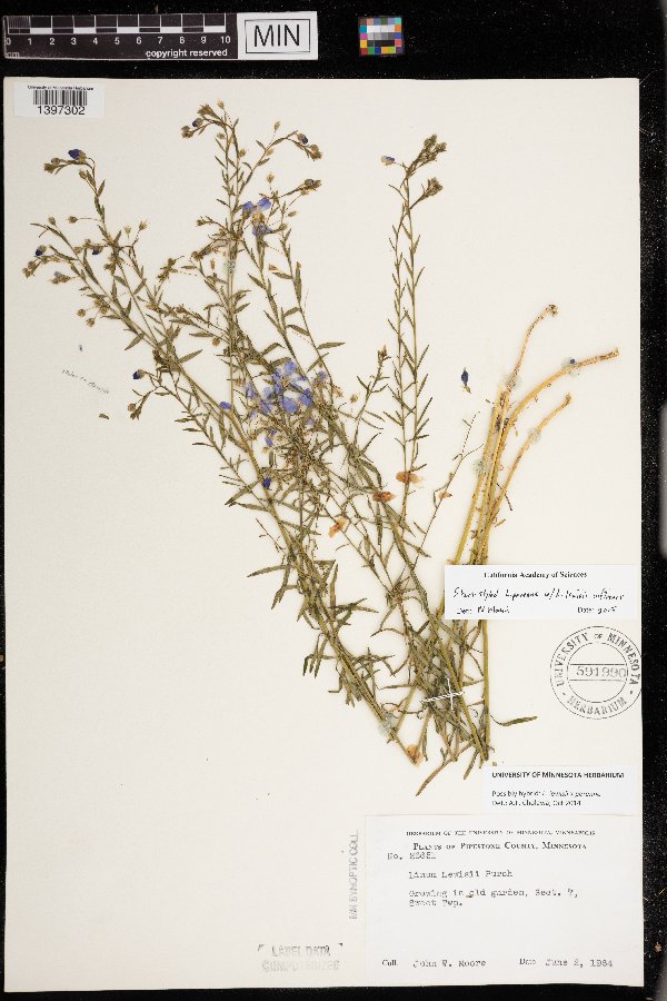 Linum perenne image