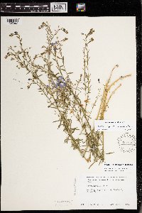 Linum perenne image