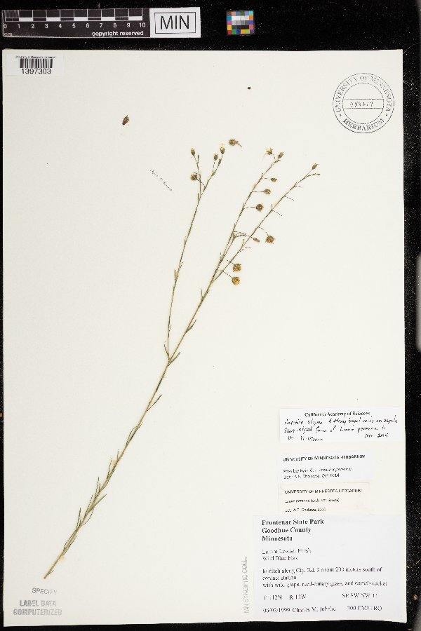 Linum perenne image