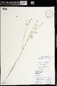 Linum perenne image