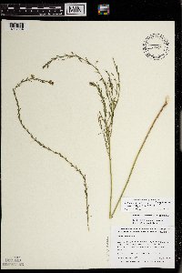 Linum perenne image