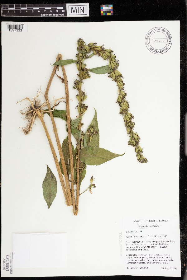 Campanulastrum americanum image