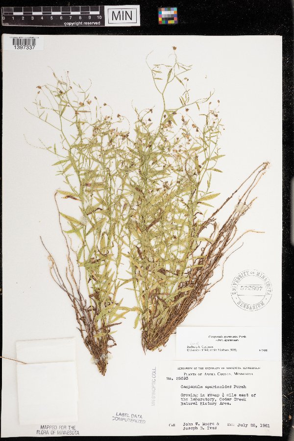Campanula aparinoides var. aparinoides image
