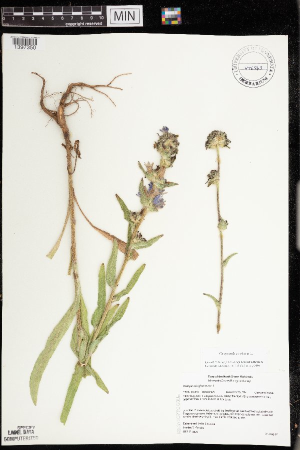 Campanula cervicaria image