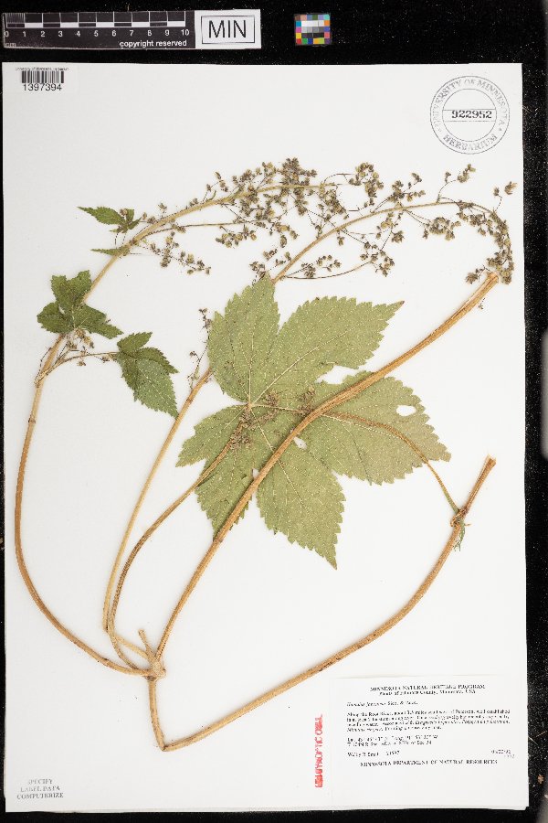 Humulus japonicus image