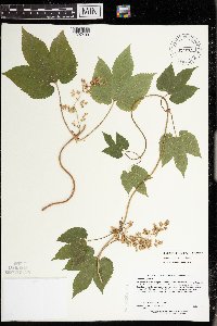 Humulus lupulus var. lupuloides image