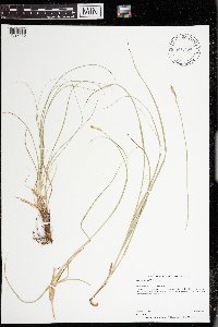 Carex praegracilis image