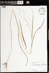 Panicum virgatum image