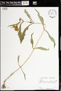 Bidens cernua image