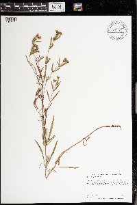 Lysimachia quadriflora image