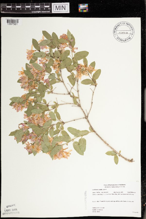 Lonicera x bella image