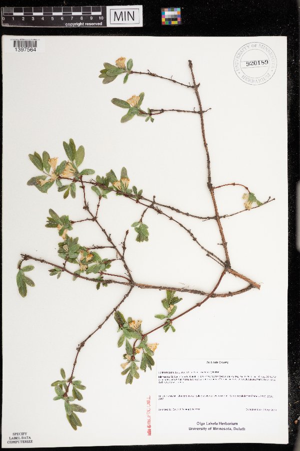 Lonicera caerulea var. edulis image