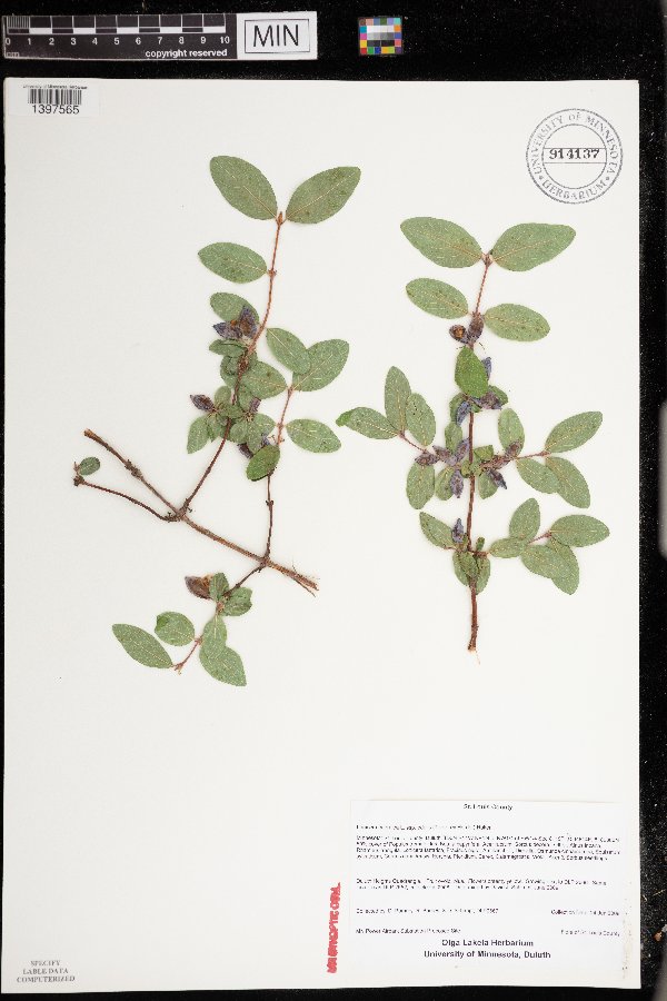 Lonicera caerulea var. edulis image
