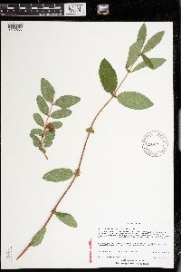 Lonicera caerulea var. edulis image