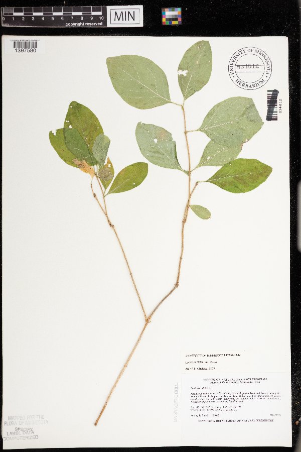 Lonicera dioica var. dioica image