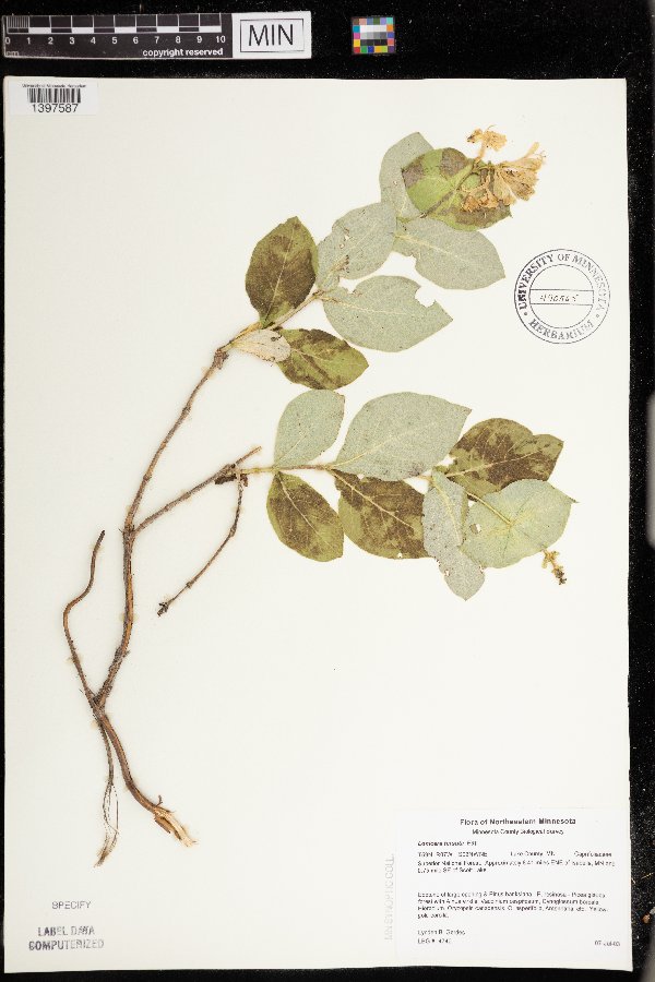 Lonicera hirsuta image