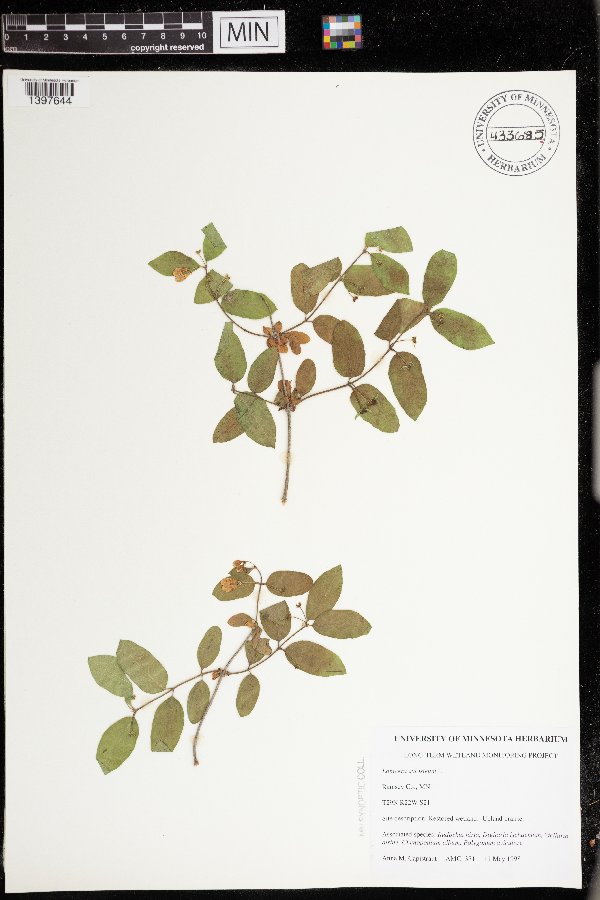 Lonicera xylosteum image