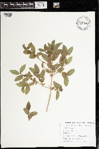 Lonicera xylosteum image