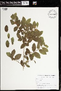 Lonicera xylosteum image