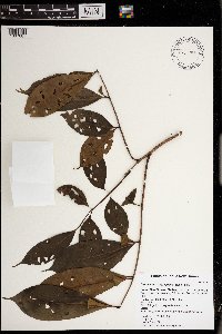 Goniocheton arborescens image