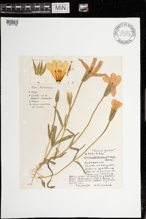Gentianella detonsa image