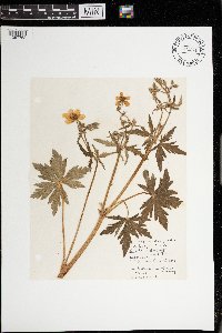 Geranium richardsonii image