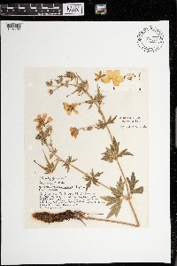 Geranium viscosissimum image