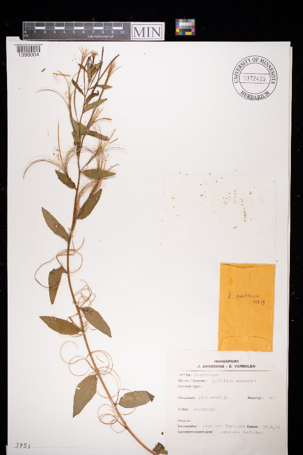 Epilobium montanum image