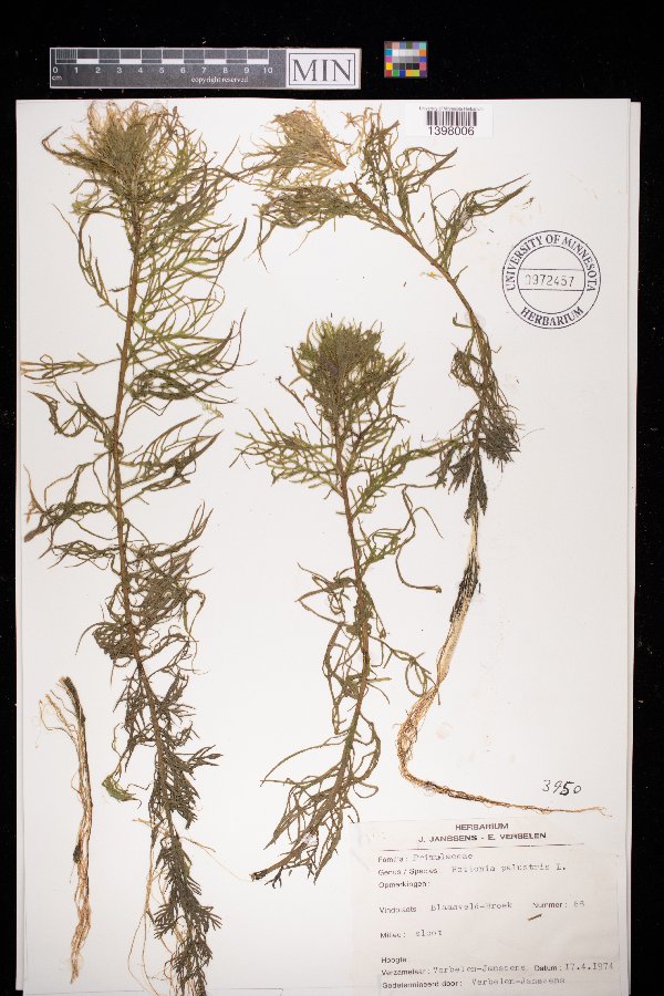 Hottonia palustris image