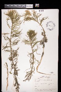 Image of Hottonia palustris