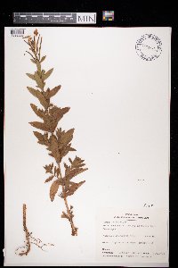 Epilobium hirsutum image