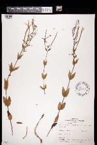 Epilobium parviflorum image