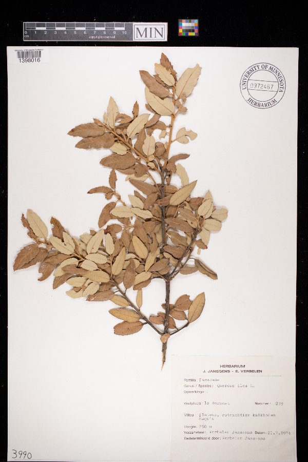 Quercus ilex image