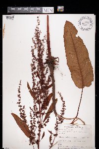 Rumex conglomeratus image