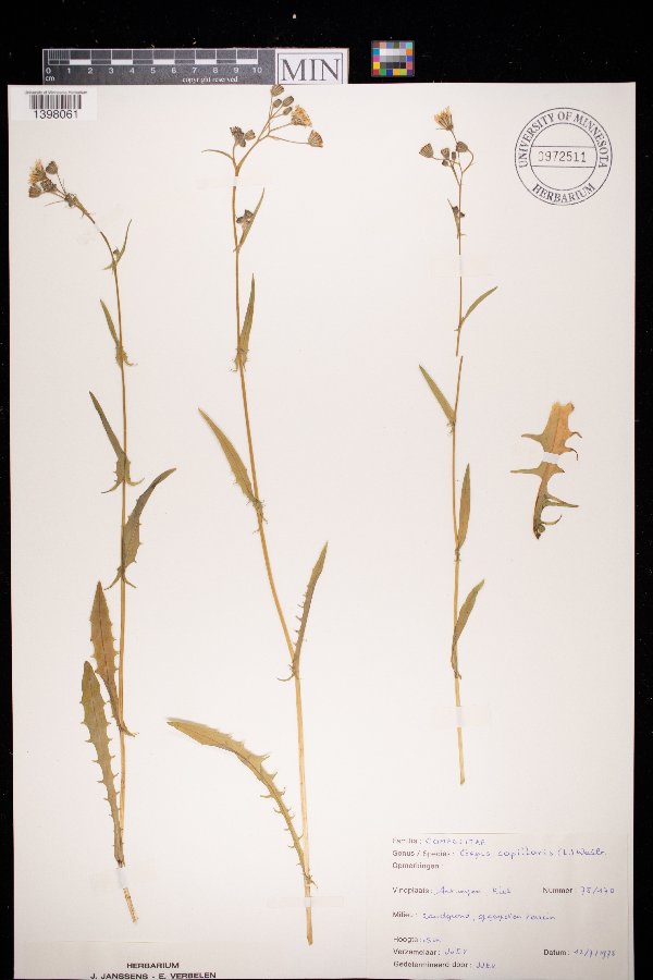 Crepis capillaris image