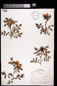 Rosa canina image