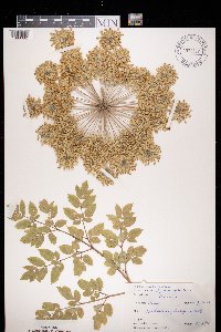 Angelica sylvestris image