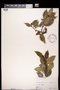Image of Ilex aquifolium